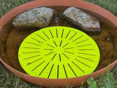 Bee waterer - a swimming plate for bees and insect