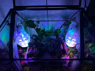 Herbology Terrarium