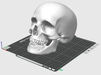 Human Skull perfect for Halloween