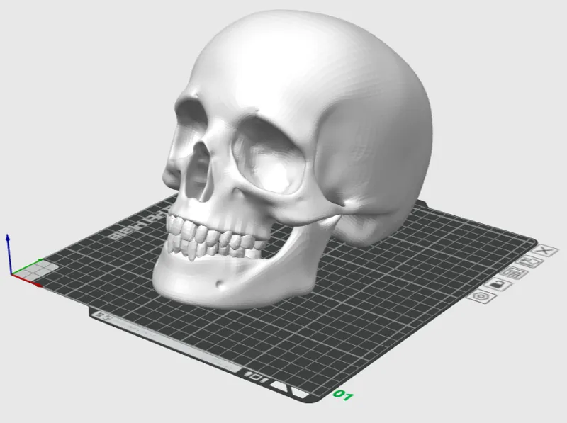 Human Skull perfect for Halloween