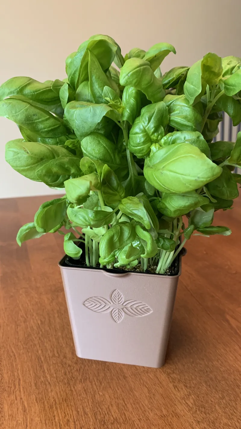Herbs pot cover - Vase mode