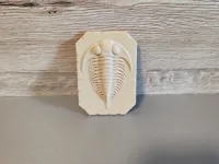 Fossile de trilobite — photo 2