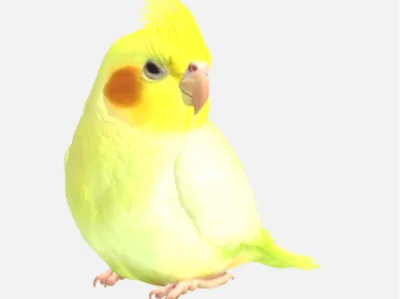 Cute Cockatiel