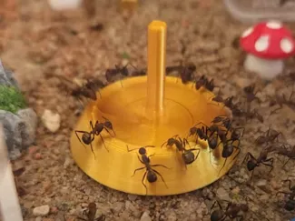 Medium drinking bowl for ants