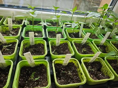 Reusable plant growing label