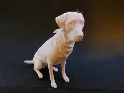 Chocolate lab