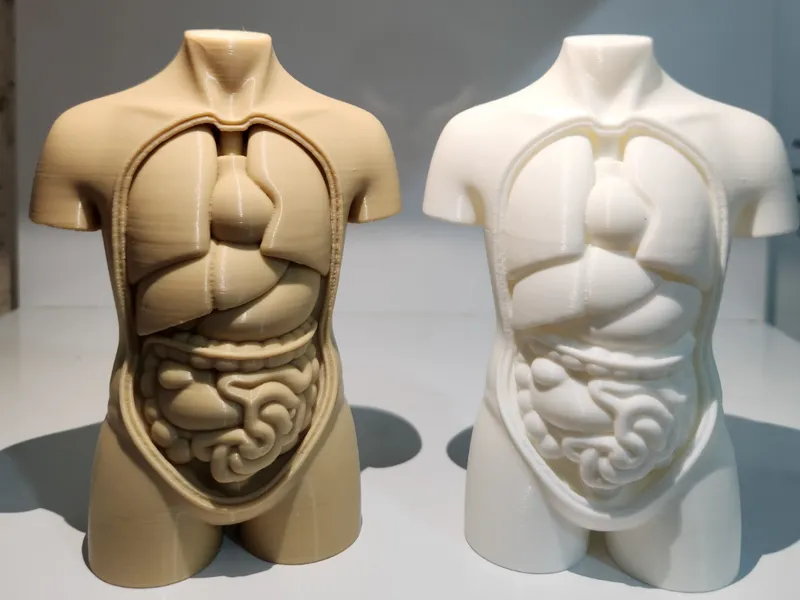 Human torso anatomy
