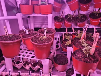 Plant Shelf