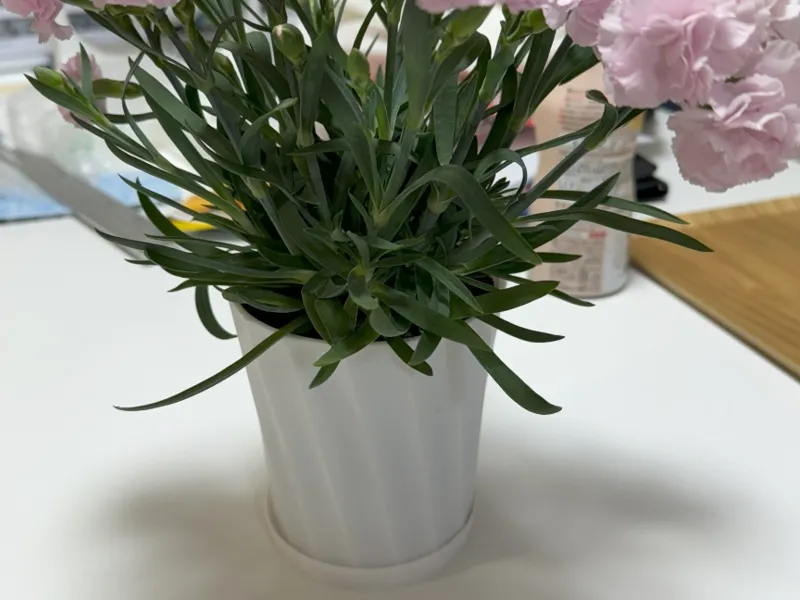 flower pot and saucer (D110 x H115)