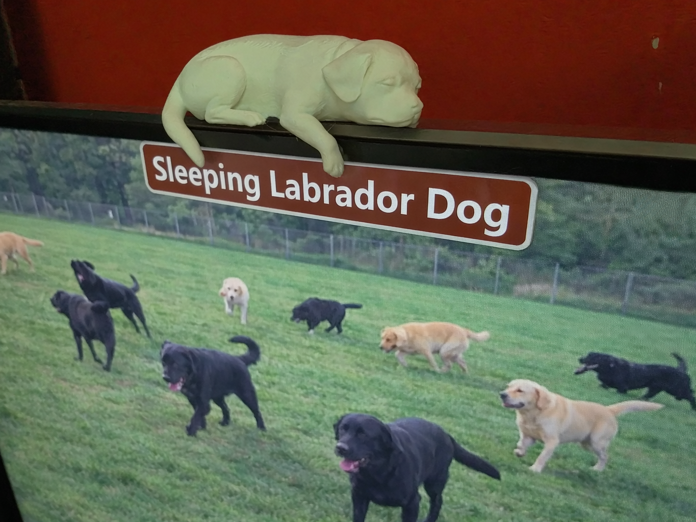 Sleeping Labrador Dog