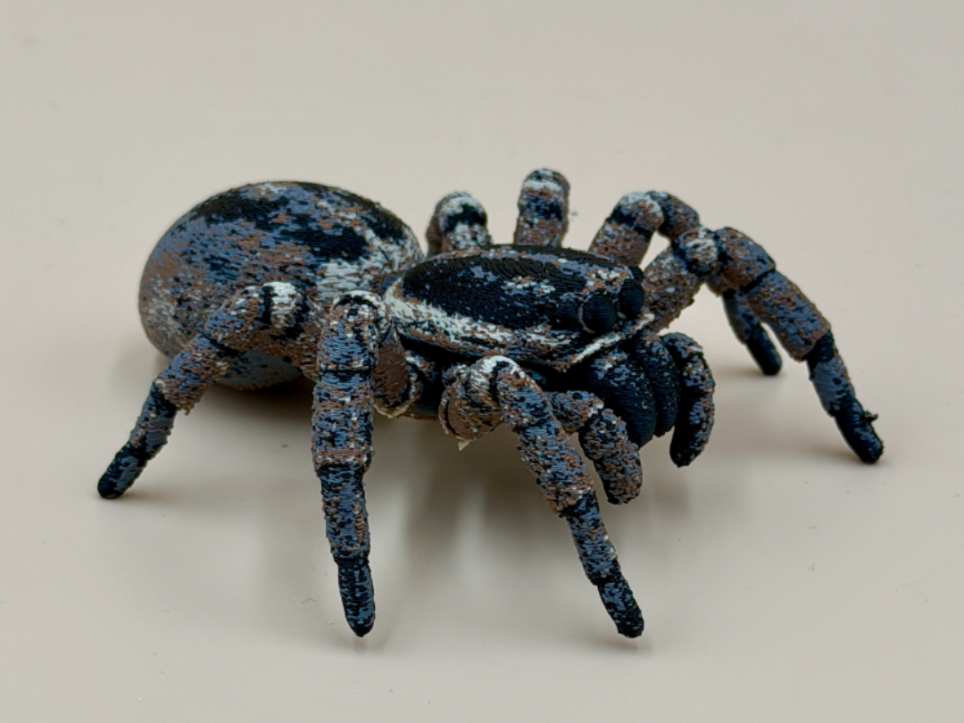 Seven-Legged Jumping Spider - 1