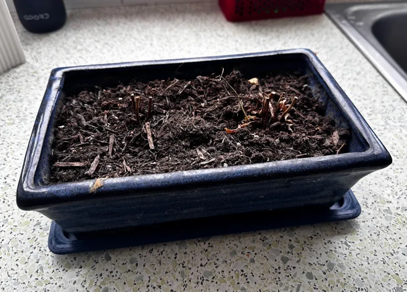 Tray/Saucer for Planter