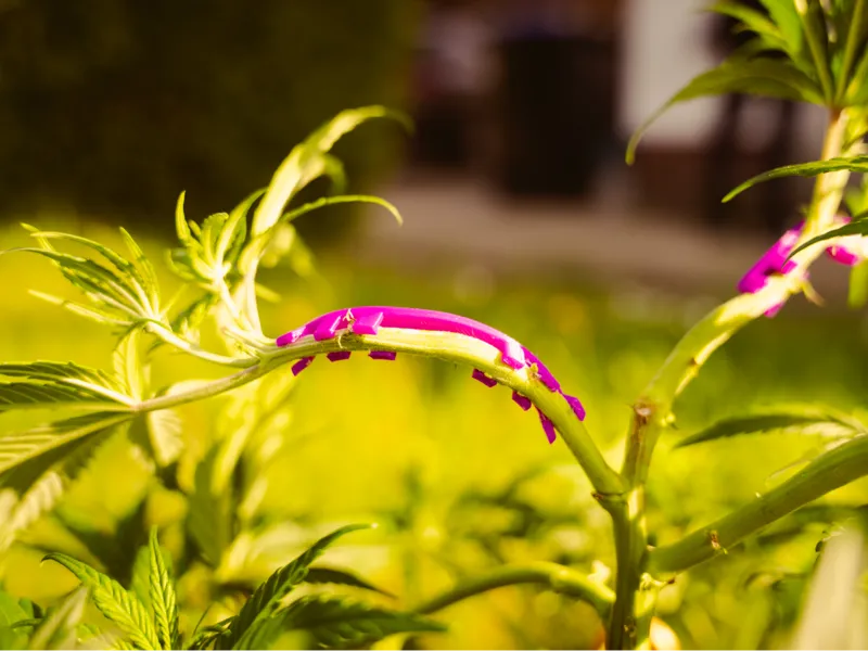 Plant bender Low Stress Training