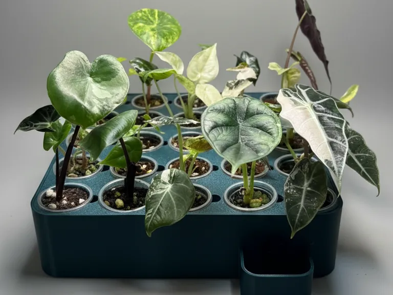 Self Watering 20ml