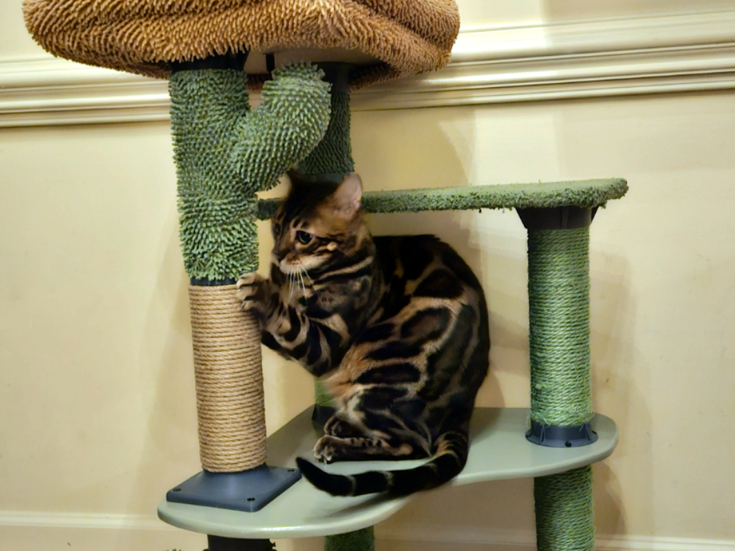Miniatura 1 do modelo 3D SpiralGrip Cat Pole & Tree Upgrade System