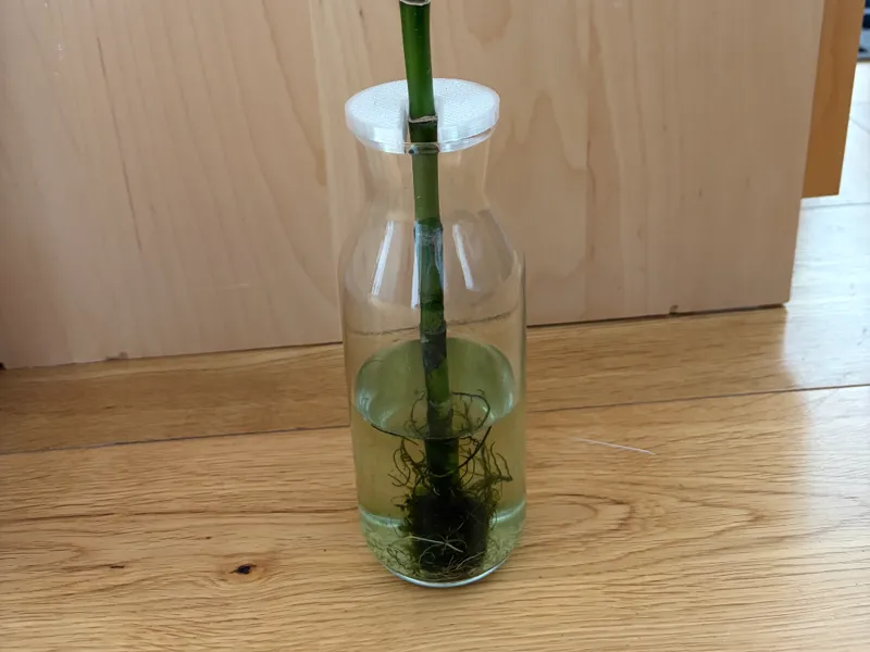 Holder for Lucky Bamboo in Ikea+ 365 Carafe