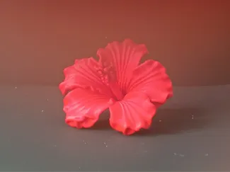 扶桑花