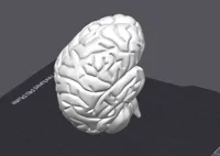 Cerveau anatomique — photo 6