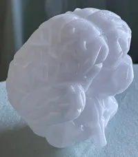 Cerveau anatomique — photo 3