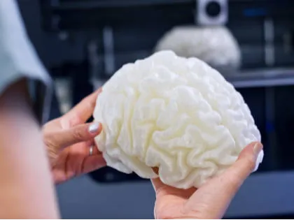 Cerveau anatomique