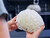 Cerveau anatomique — photo 1