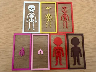 Cute Body Systems Layers