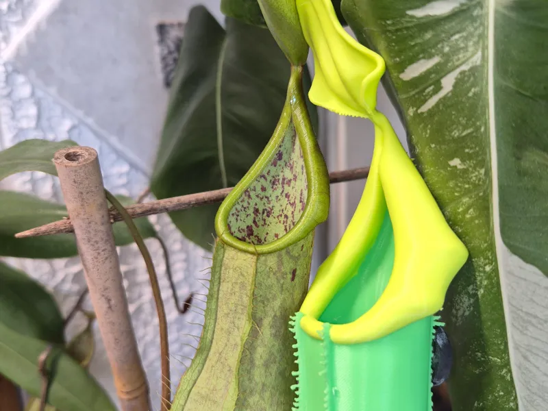 Nepenthes Hispida, Carnivorous Plant Pitcher