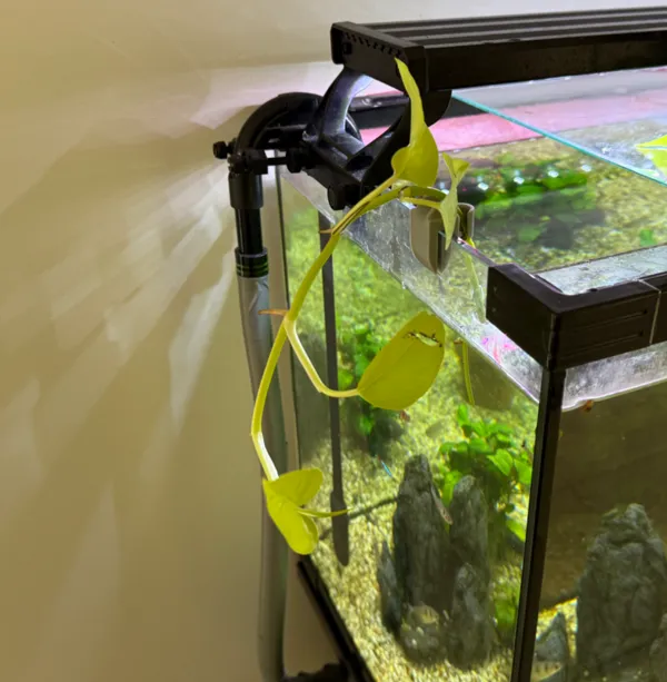 Support de plante suspendu pour aquarium