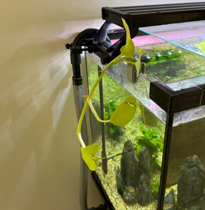 Hanging Plant holder on aquarium
