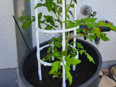 Modular Tomato Support ring. Plants. Vegetables.