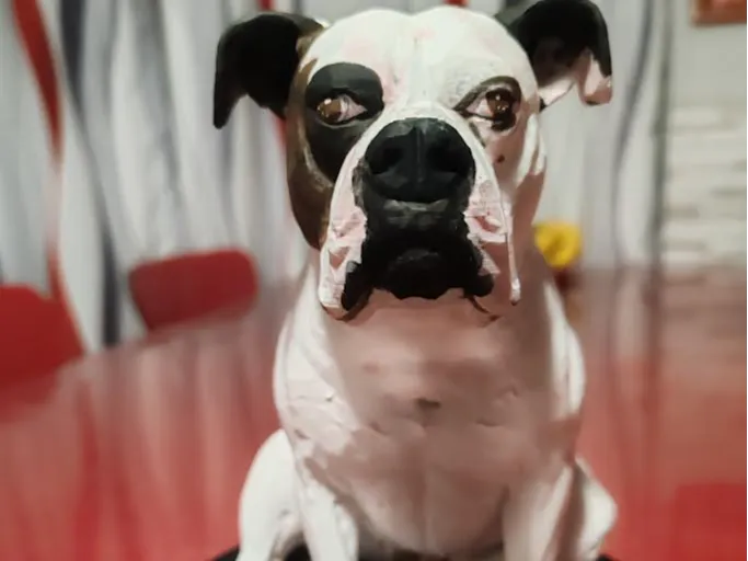 Bulldog stupendo