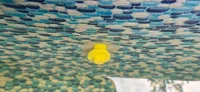 0.24mm layer, 2 walls, 15% infill