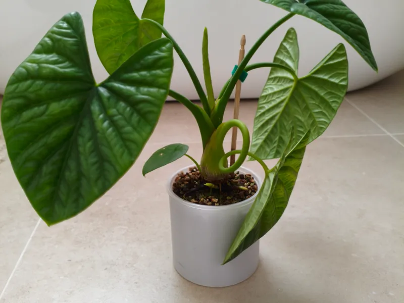 Simple low filament plant pot 10cm
