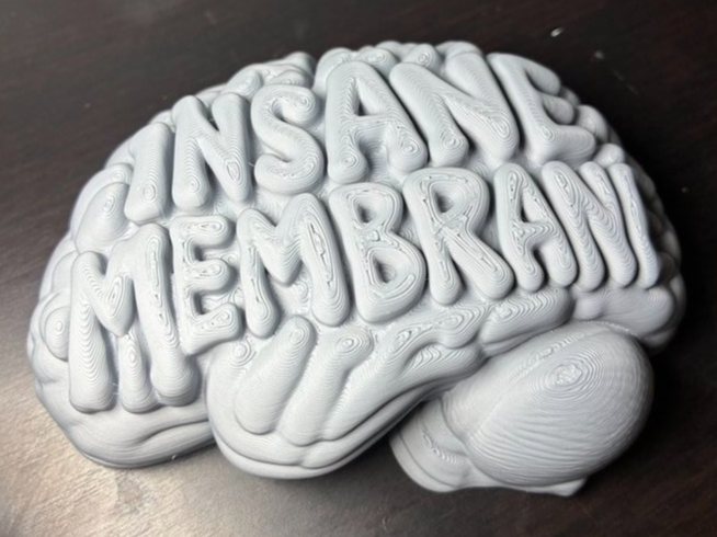 Insane in the Membrane: Anatomical Brain Desk Art