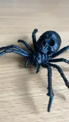 Medium skull spider