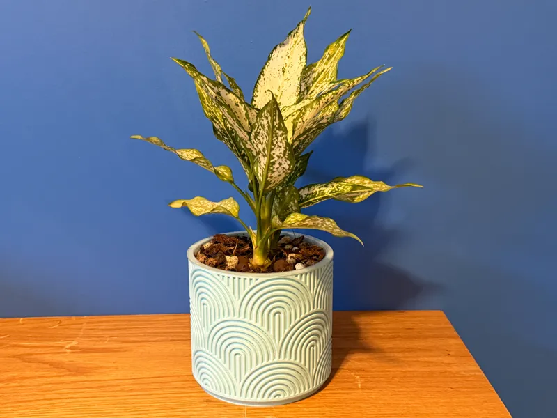 Art Deco Arch Planter