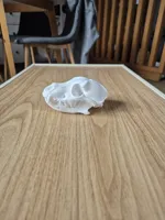 Crâne décoratif American Bully — photo 4