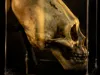 Paracas Skull – Ancient Aliens Enigma Edition