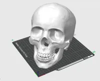 Smoothed out skull 12 hours
