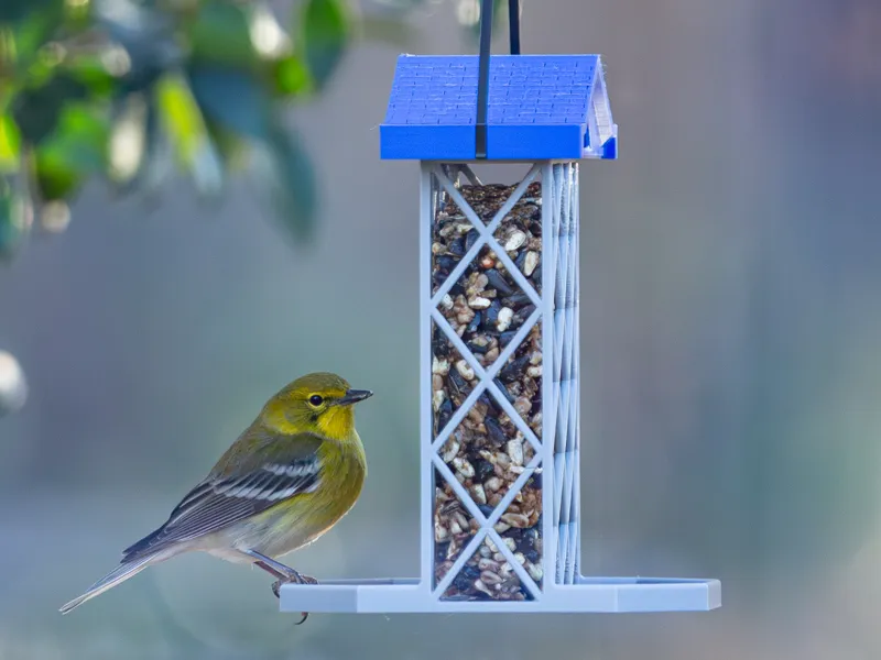 Suet Bird Feeder