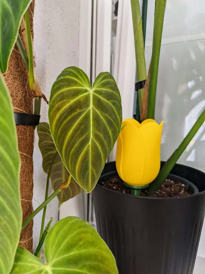 Plant watering tulip view 4