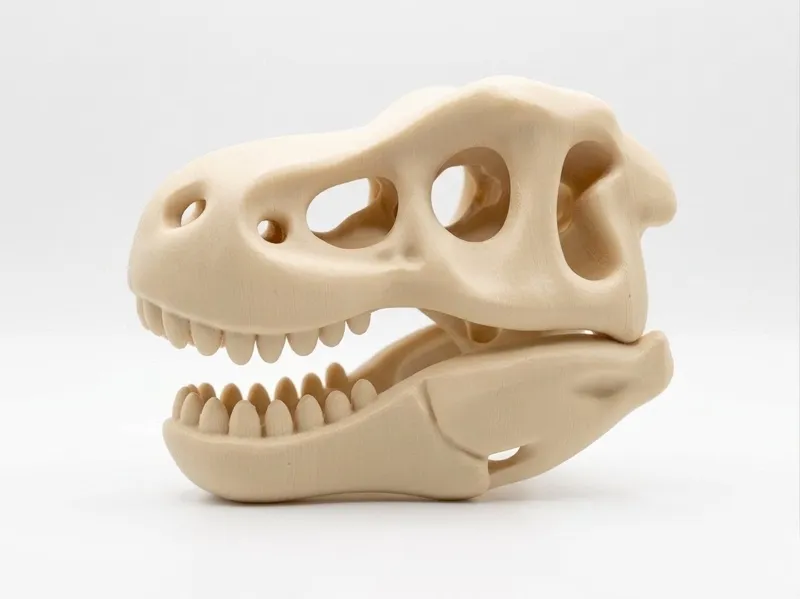 T-Rex Skull | Large Dinosaur Skull Model