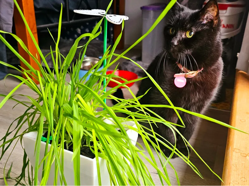 Cat Play Pot
