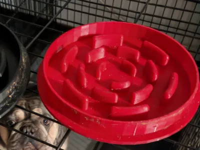 Flat base slow feeder bowl for French bulldogs