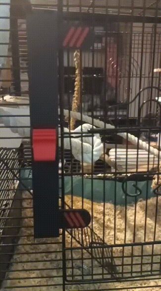 Budgie Containment Unit Lock 