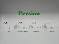 Persian cat no flex
