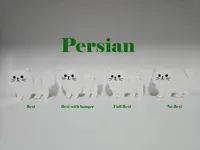 Persian cat full flexi