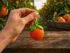 Cute Orange Keychain big size