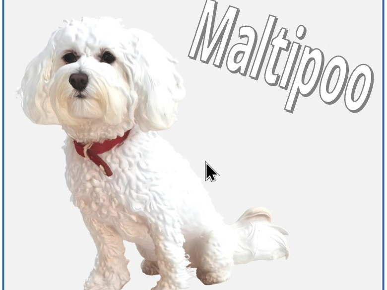 Eine kleine Figur eines Maltipoo 3D model