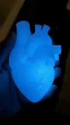 Anatomical Heart Glow in the Dark / 0.6mm nozzle